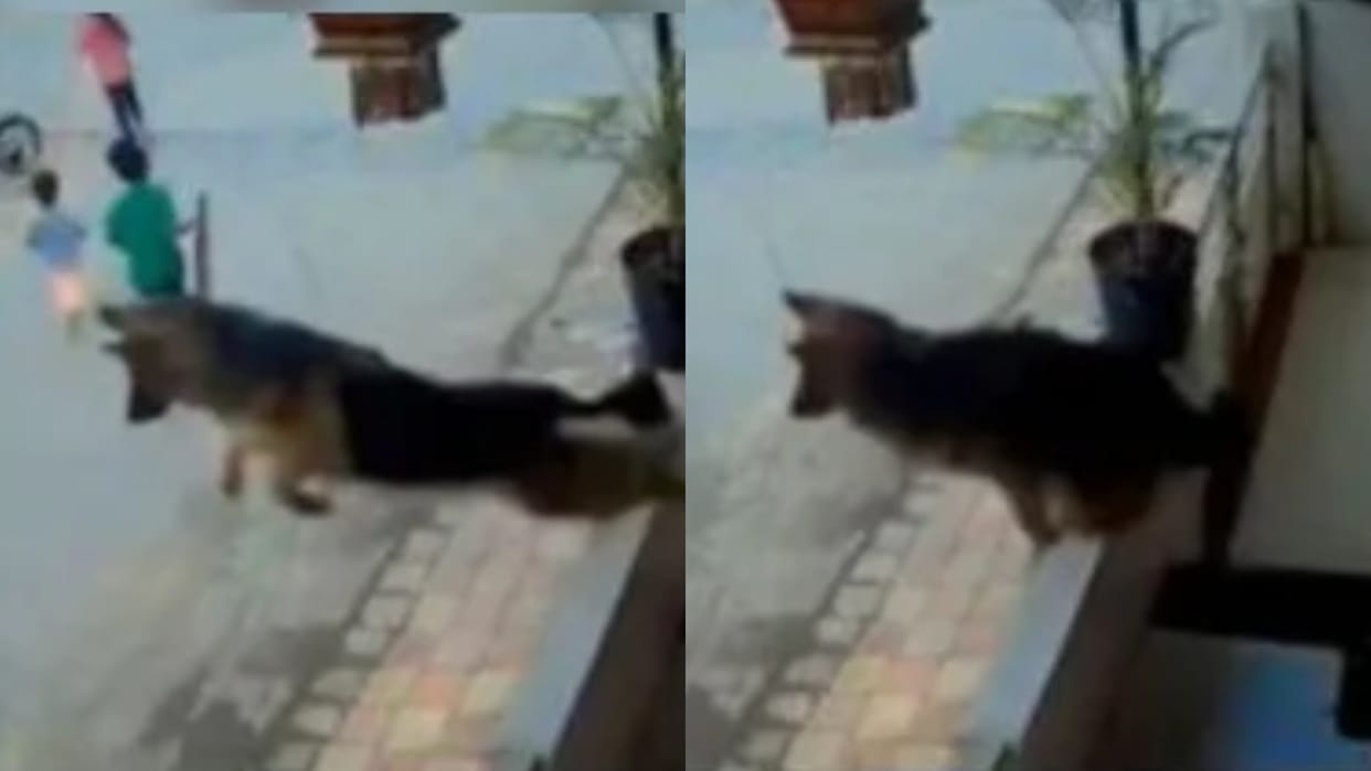 Dog saves the lives of children playing in the street attacks the enemy by jumping over the gate Video Viral