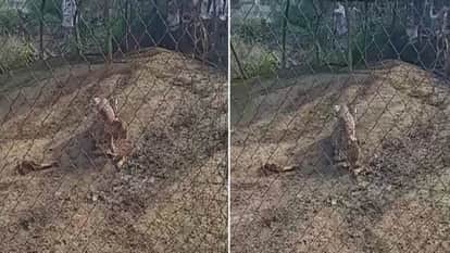 Sawai Madhopur: ‘Jwala’ Cheetah Travels 130 Km from Kuno to Rajasthan, Hunts Goat in Baler Village