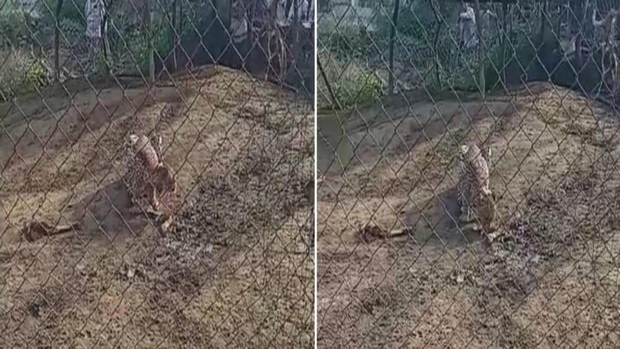 Sawai Madhopur: ‘Jwala’ Cheetah Travels 130 Km from Kuno to Rajasthan, Hunts Goat in Baler Village
