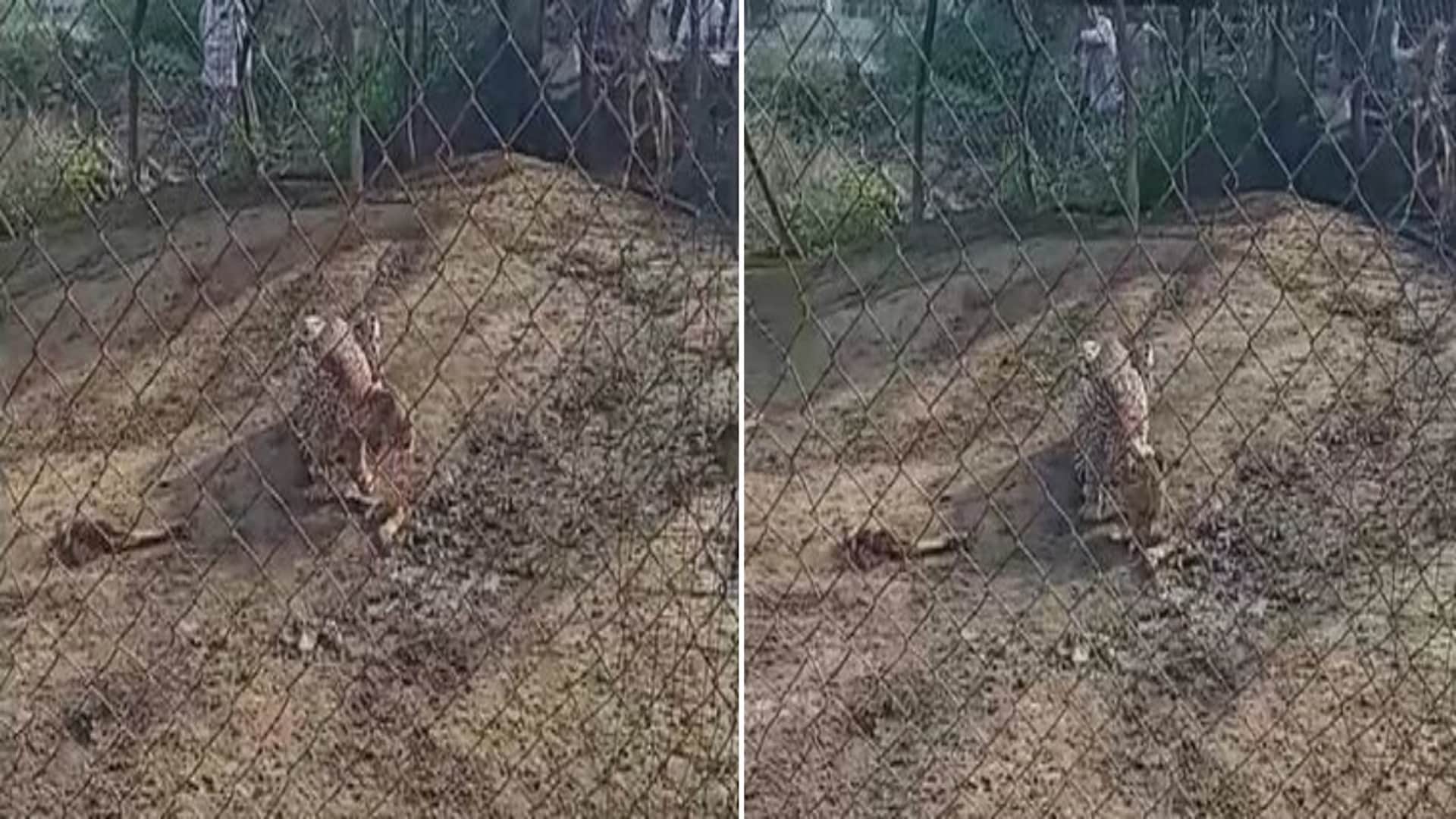 कूनो से राजस्थान की सीमा में आई मादा चीता