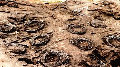 Fossils of the dinosaur era were once trees Sonbhadra of present-day Uttar Pradesh was once in the sea
