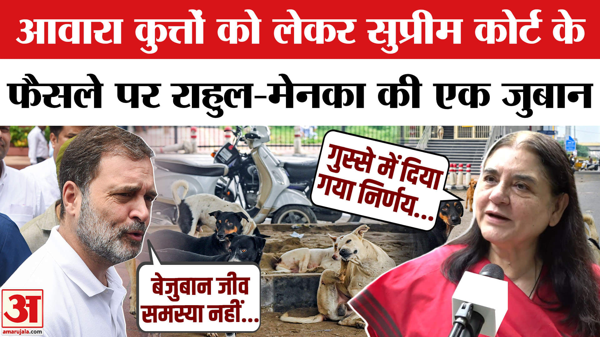 आवारा कुत्तों पर सुप्रीम कोर्ट का फैसला