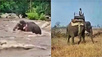 Veerangana Tiger Reserve: Elephant Neel engaged trapped in river, rescued on World Elephant Day