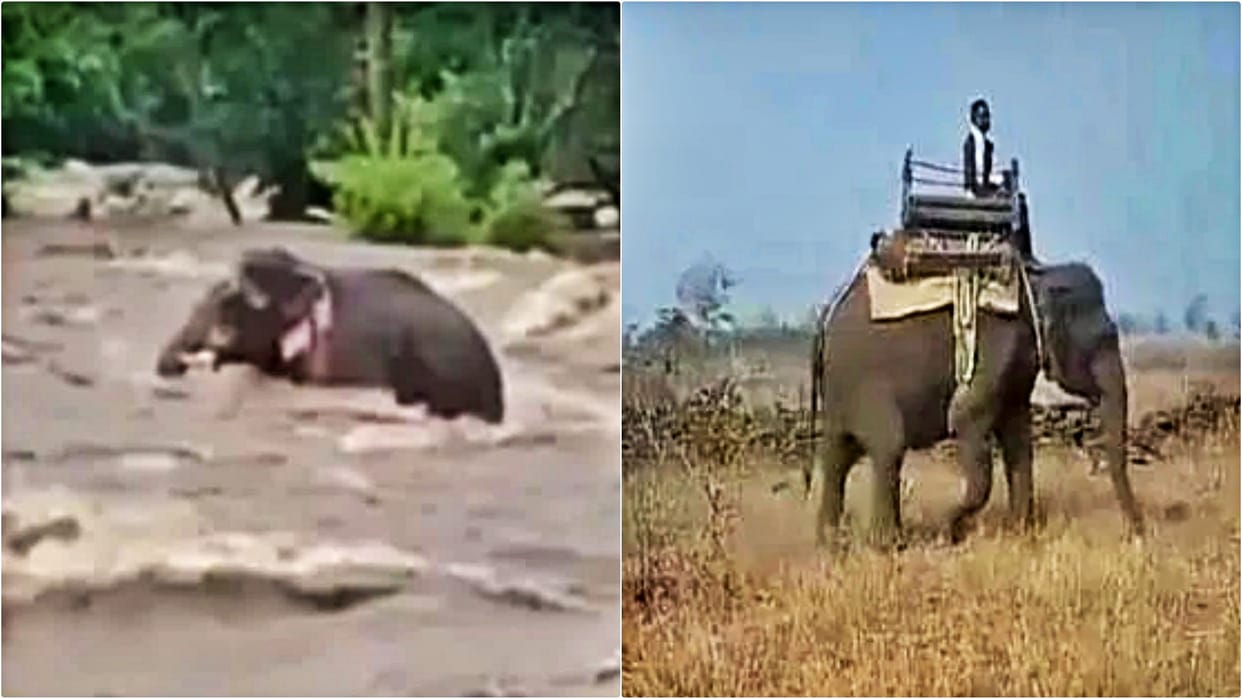 Veerangana Tiger Reserve: Elephant Neel engaged trapped in river, rescued on World Elephant Day