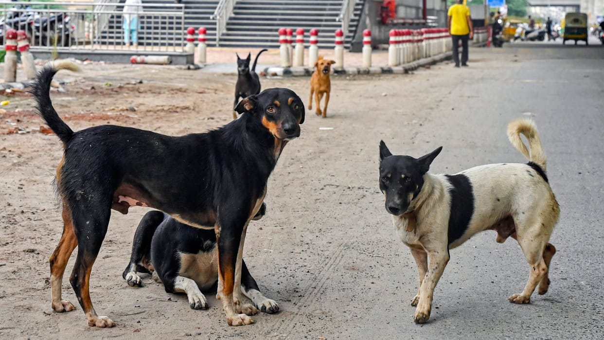 For the first time proposal will be made for the sterilization and management of dogs Uttarakhand News