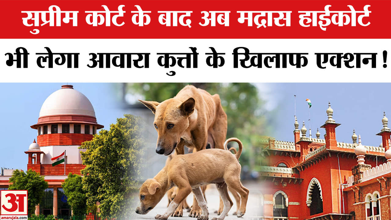 Madras High Court on Stray Dogs: आवारा कुत्तों पर Supreme Court के बाद अब Madras High court भी सख्त