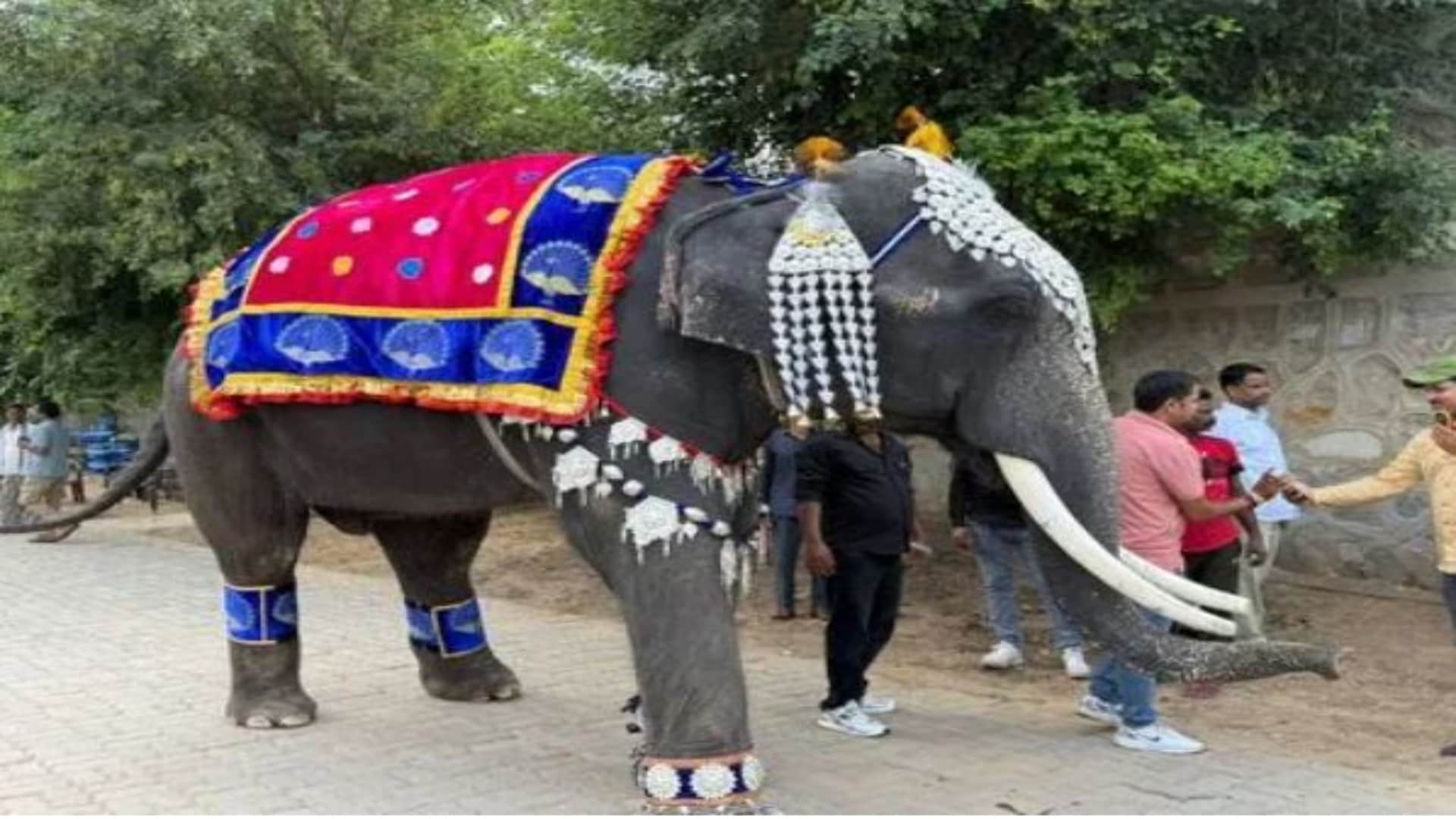 Jaipur News: Elephants Dazzle on Ramp at Unique Fashion Show in Haathi Gaon on World Elephant Day