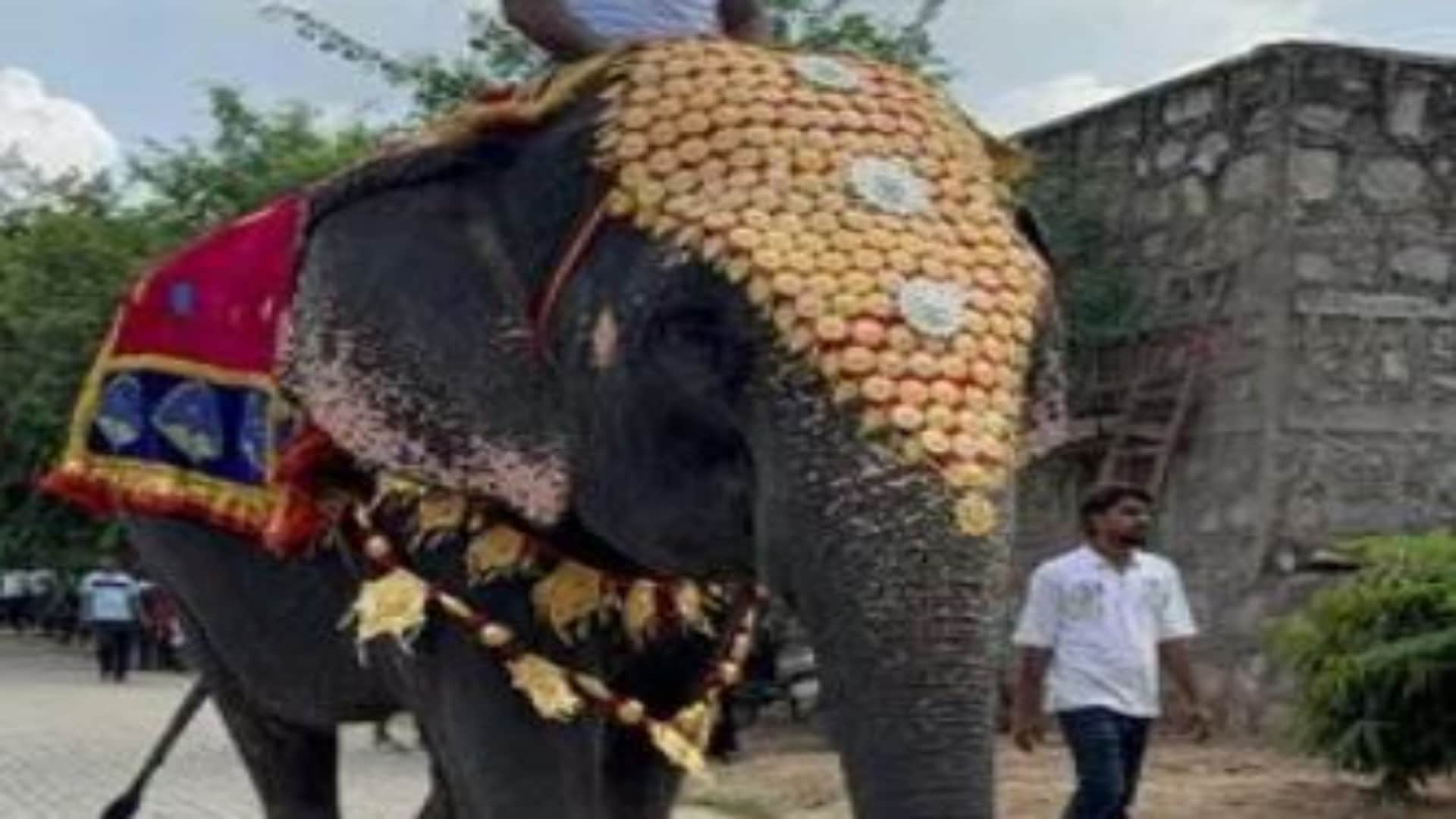 Jaipur News: Elephants Dazzle on Ramp at Unique Fashion Show in Haathi Gaon on World Elephant Day