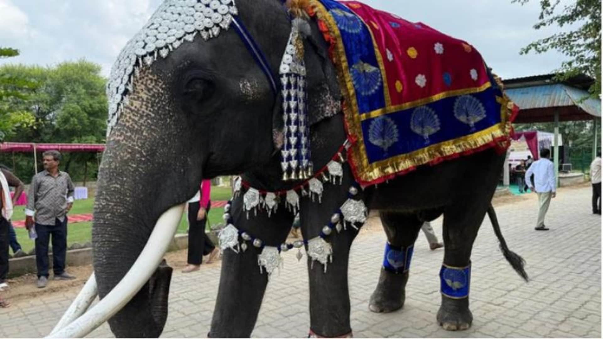 Jaipur News: Elephants Dazzle on Ramp at Unique Fashion Show in Haathi Gaon on World Elephant Day