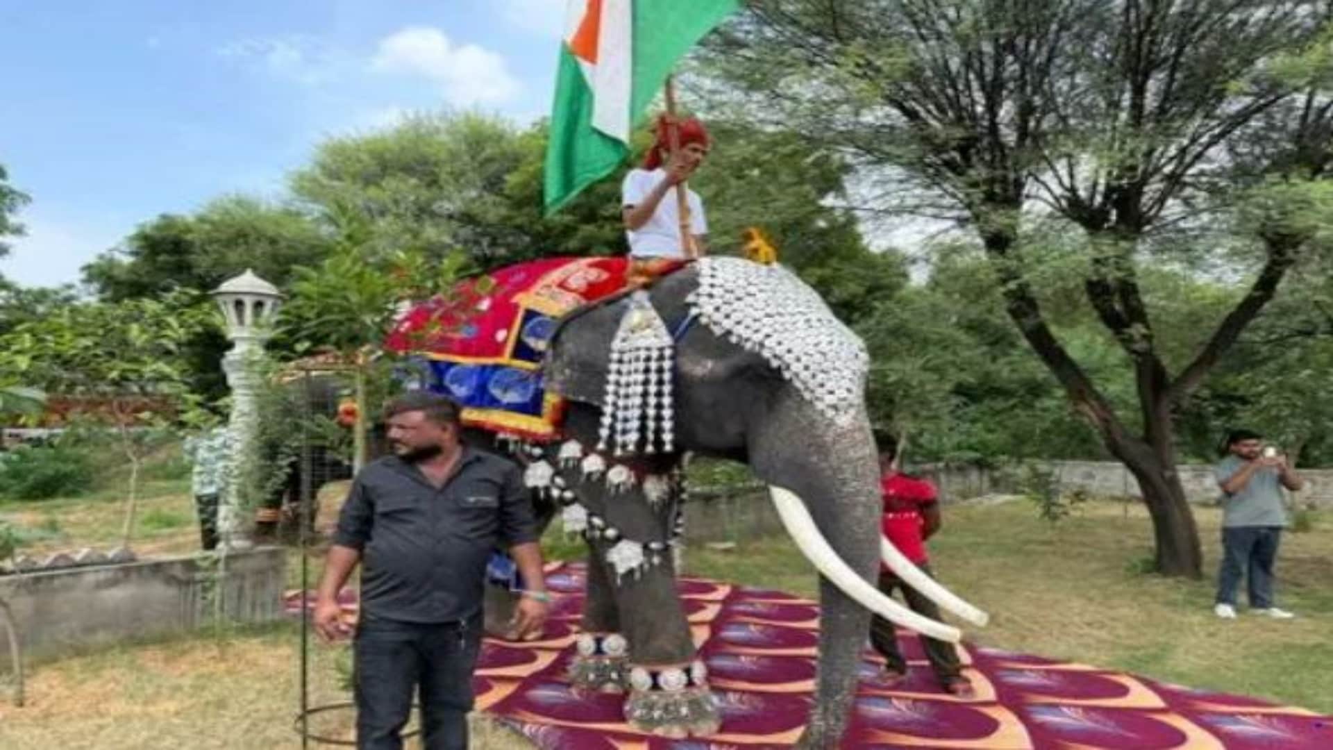 Jaipur News: Elephants Dazzle on Ramp at Unique Fashion Show in Haathi Gaon on World Elephant Day