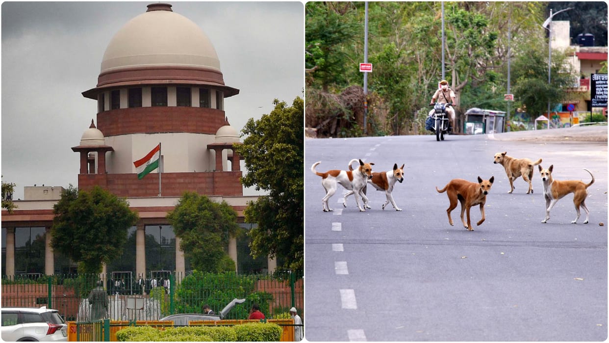 Supreme Court Order on Stray Dog feeding Know What SC ordered Key details explained in Hindi