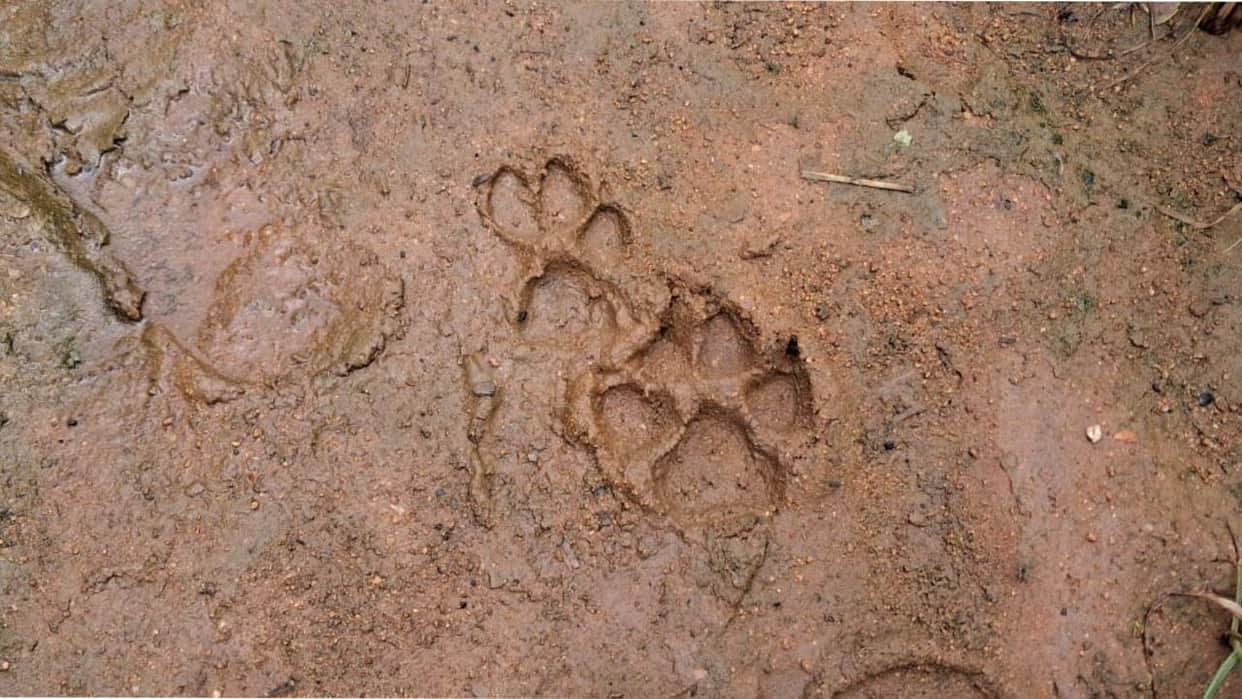Jhansi: Wild animal made goats its prey, villagers scared of it being a leopard