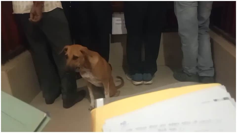 Stray Dog Walks Into SDM Court in Seoni Viral Video