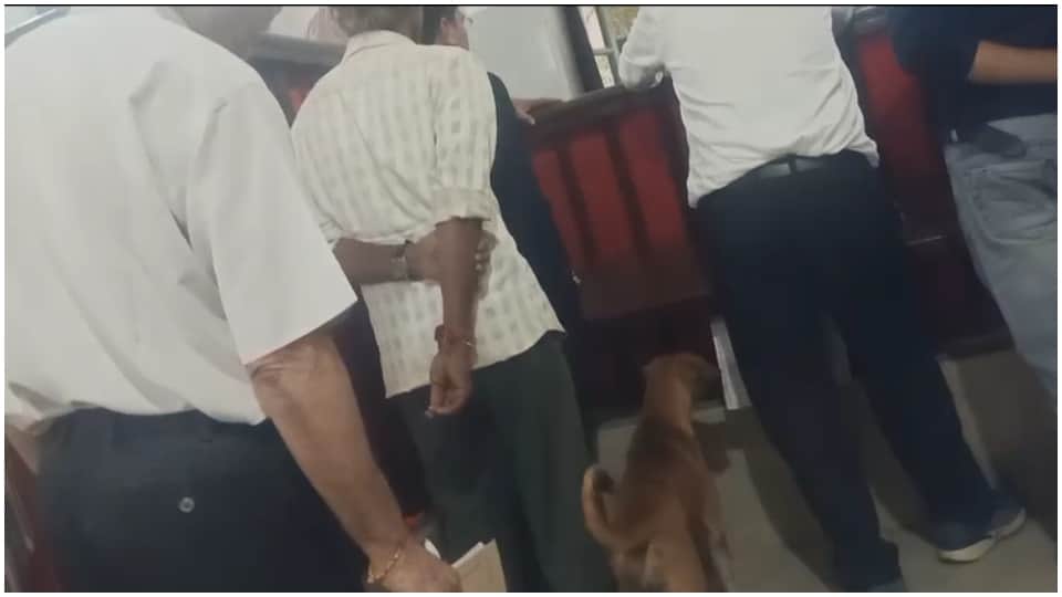 Stray Dog Walks Into SDM Court in Seoni Viral Video