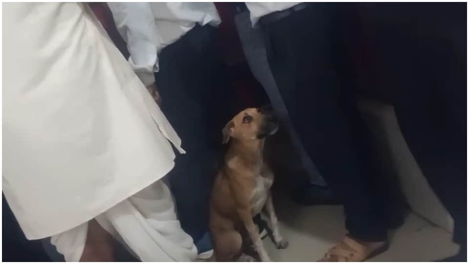 एसडीएम कोर्ट में घुसा आवारा कुत्ता।