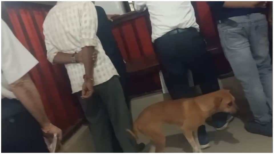 Stray Dog Walks Into SDM Court in Seoni Viral Video