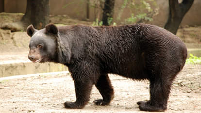 Bear Attack In Uttarakhand Youth preparing for Agniveer in Khirsu attacked by bear, badly injured