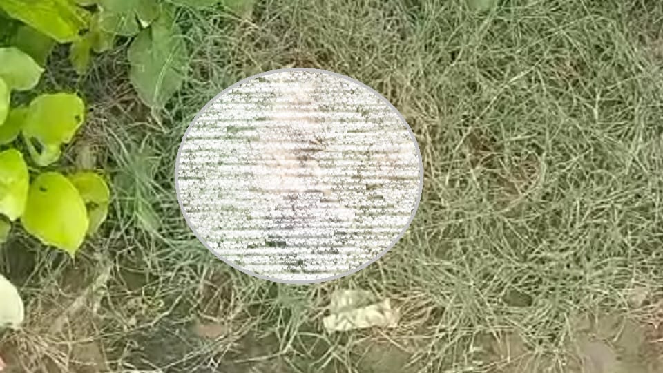 dead Body of a newborn found in bushes in sikandaraabaad