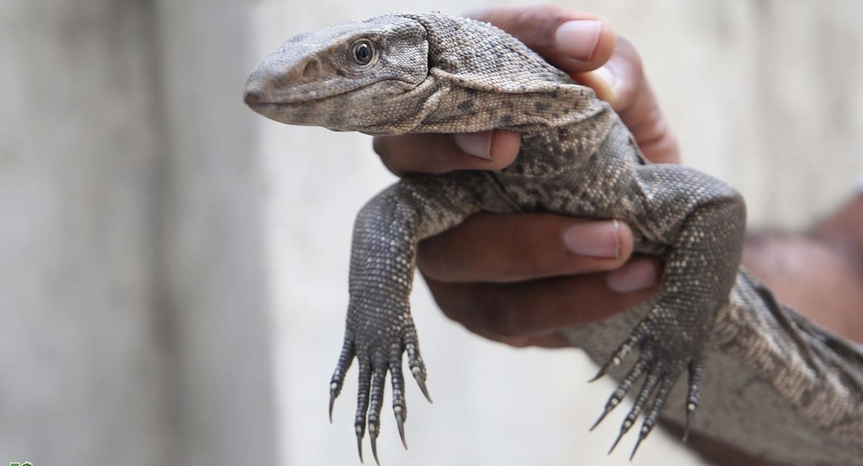 Wildlife SOS saved 50 monitor lizards in six months