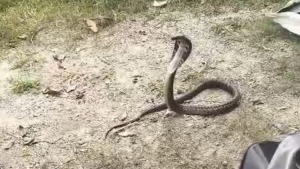 Snakebite Victim Dies After Family Spends Hours in Superstitious Rituals Instead of Treatment