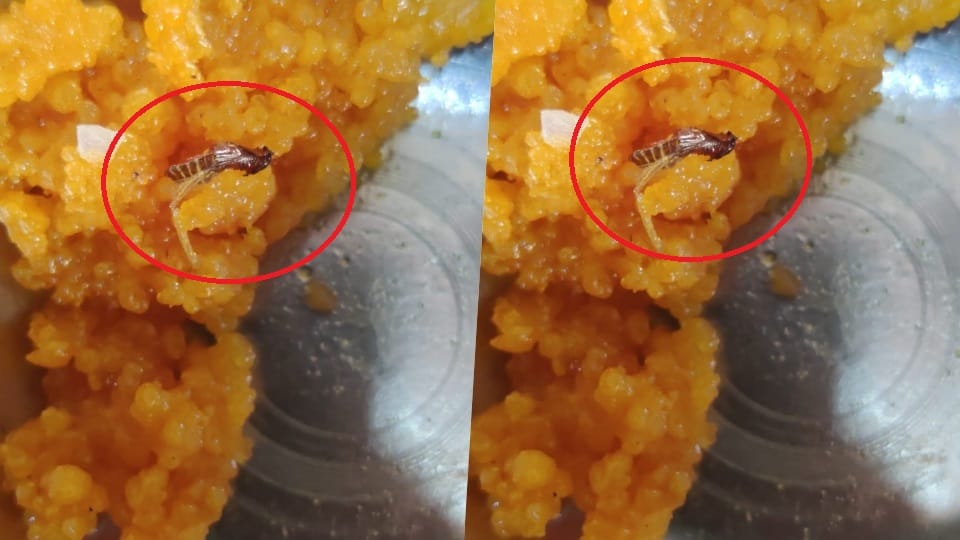A dead cockroach was found in a laddoo on Independence Day in a society
