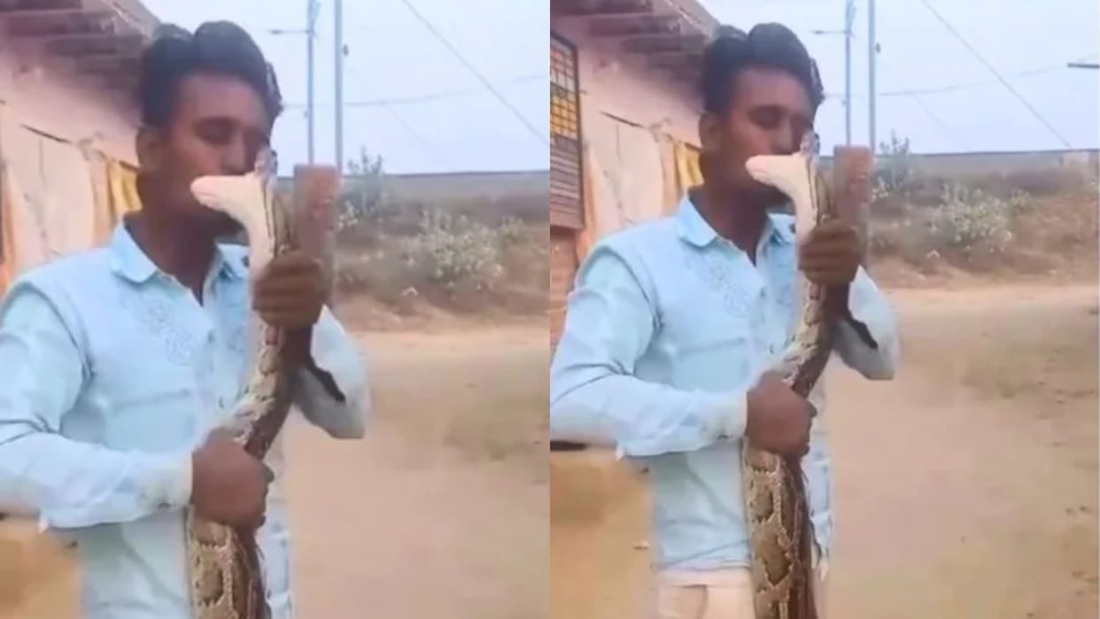 Screams came out of laughter man was getting romantic with a python snake grabbed his face in seconds