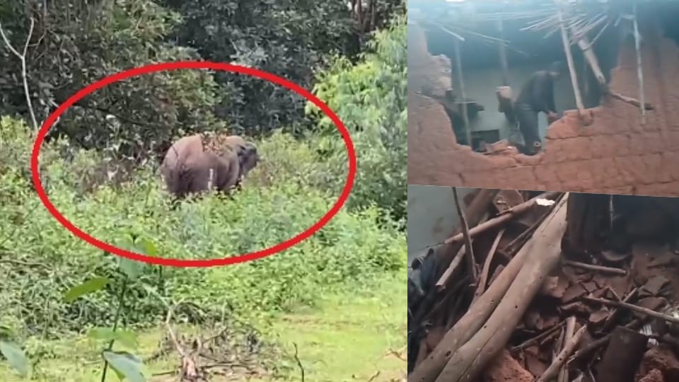 Elephants vandalized a villager's house in Marwahi forest area