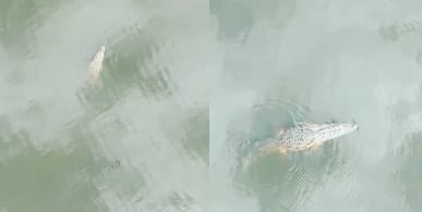 Hardoi Crocodile gave the forest department team a hard time appeal to people to be cautious