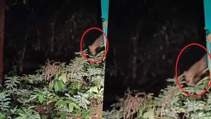 तेंदुए को सुरक्षित स्थान पर छोड़ा