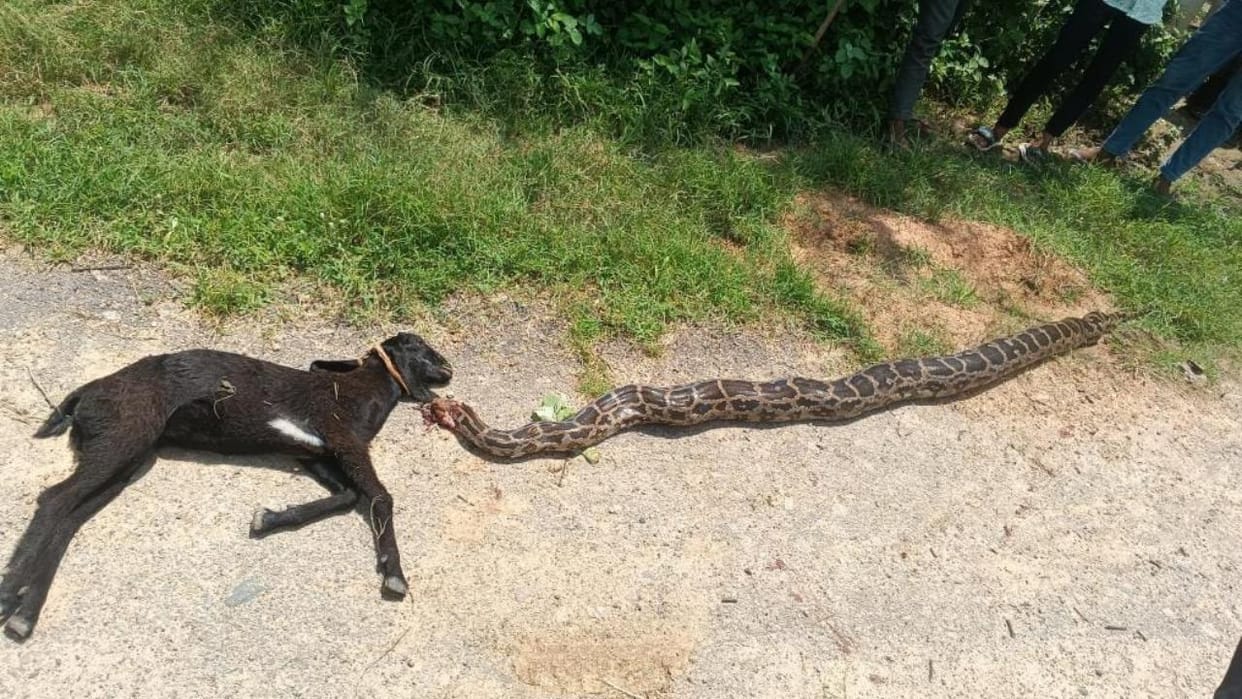 15 feet long python swallowed a goat, both died while trying to save it