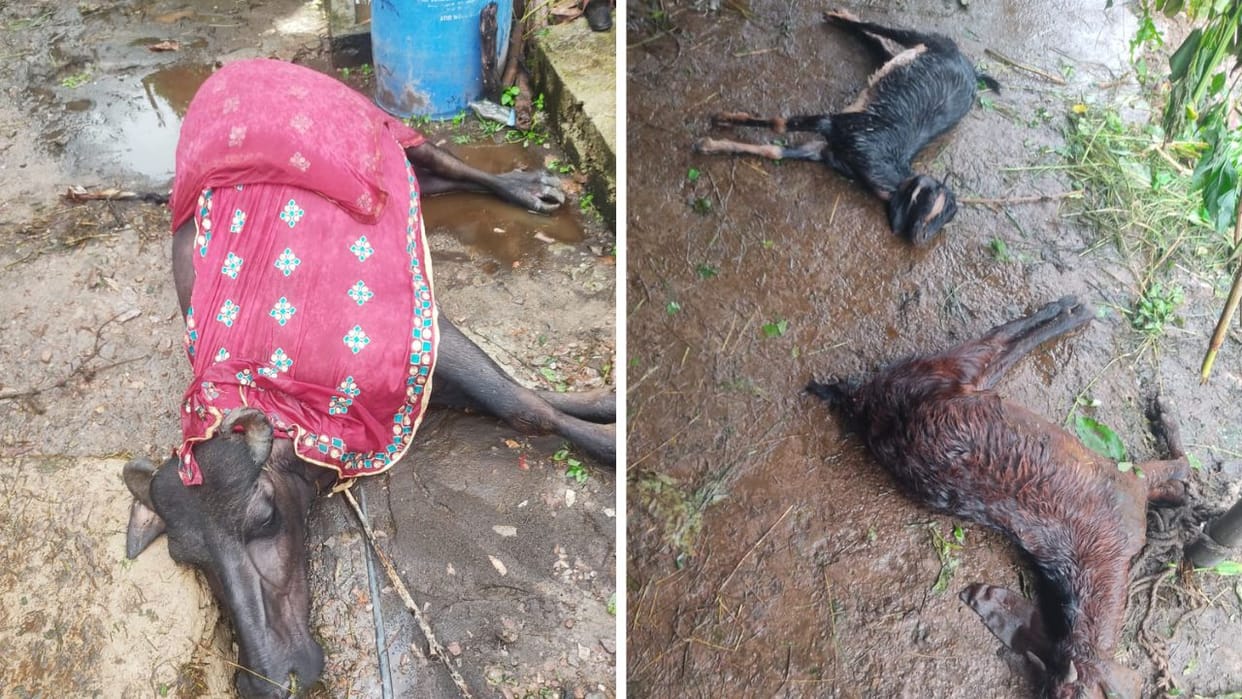 Bilaspur News Four cattle died and a woman was injured due to lightning falling in Drobad