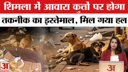 SC Hearing on Stray Dogs: This way was found to control stray dogs in Shimla, protest continues.