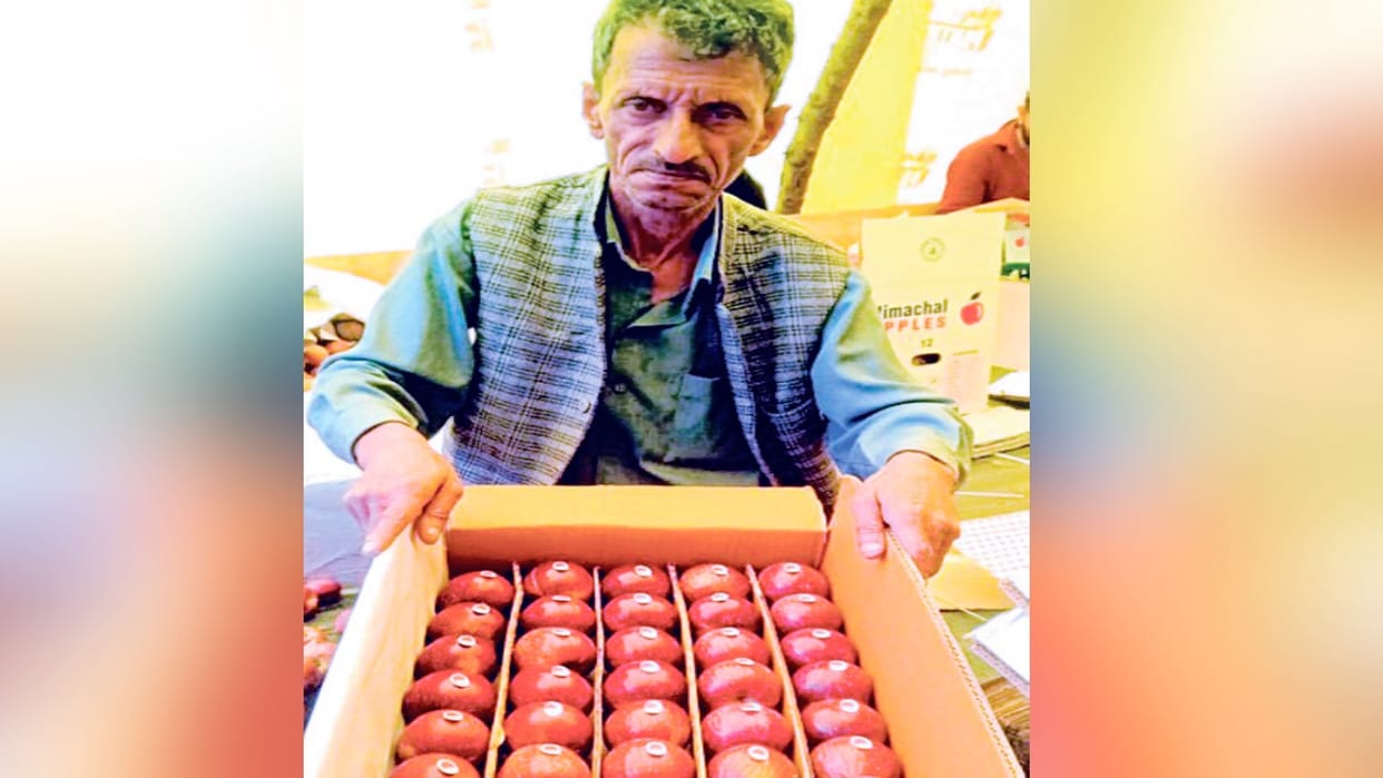 Worrying: Himachal orchardists forced to sell apples at ten years old rate, believe it's a conspiracy