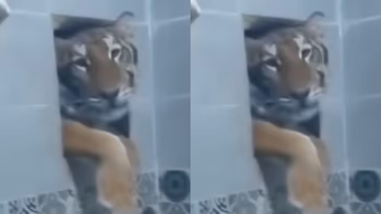 Tiger seen attacking from the bathroom window Video goes Viral on Internet see netizens reaction
