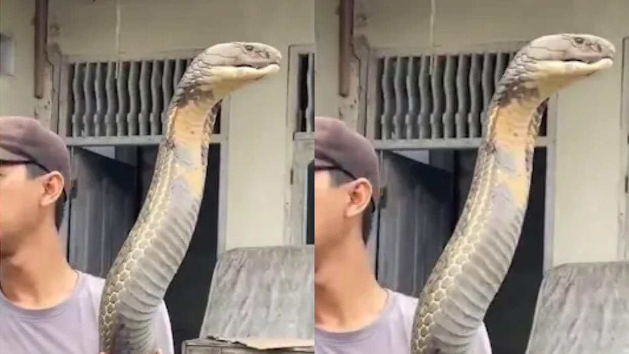 The man was holding an 18 feet long poisonous king cobra in his hand Video goes Viral on Internet
