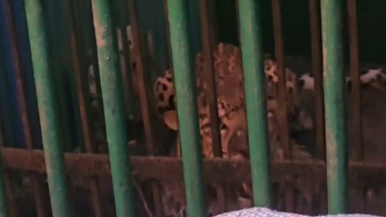 leopard caught in forest department's cage in lakhimpur kheri