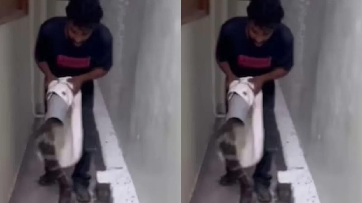 Dangerous encounter with poisonous king cobra man risked his life and locked it in a sack Video Viral
