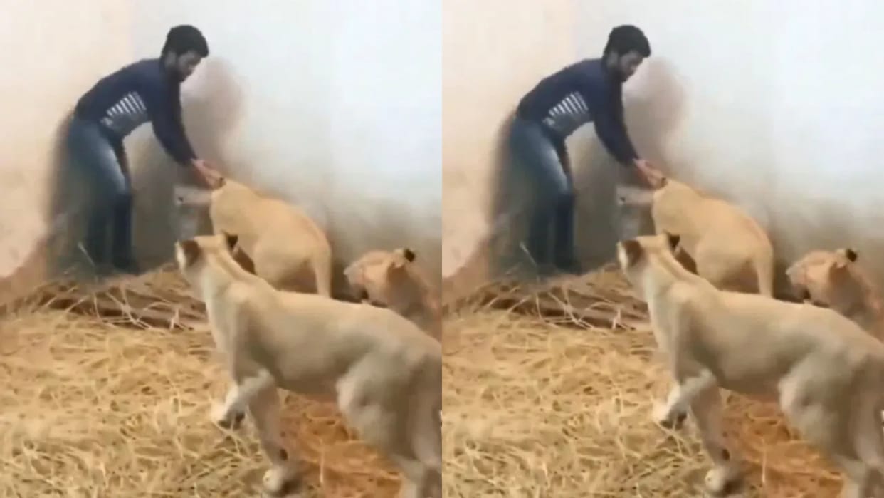 Boy trapped in the cage of three lionesses the animal also pounced and his life was in danger Video Viral
