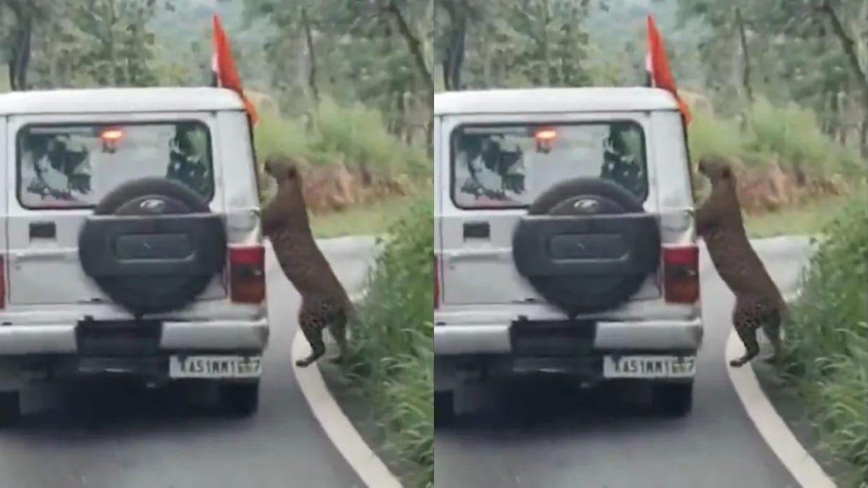 Looking out of the car in a safari proved costly leopard attacked a 13 year old child Video goes Viral