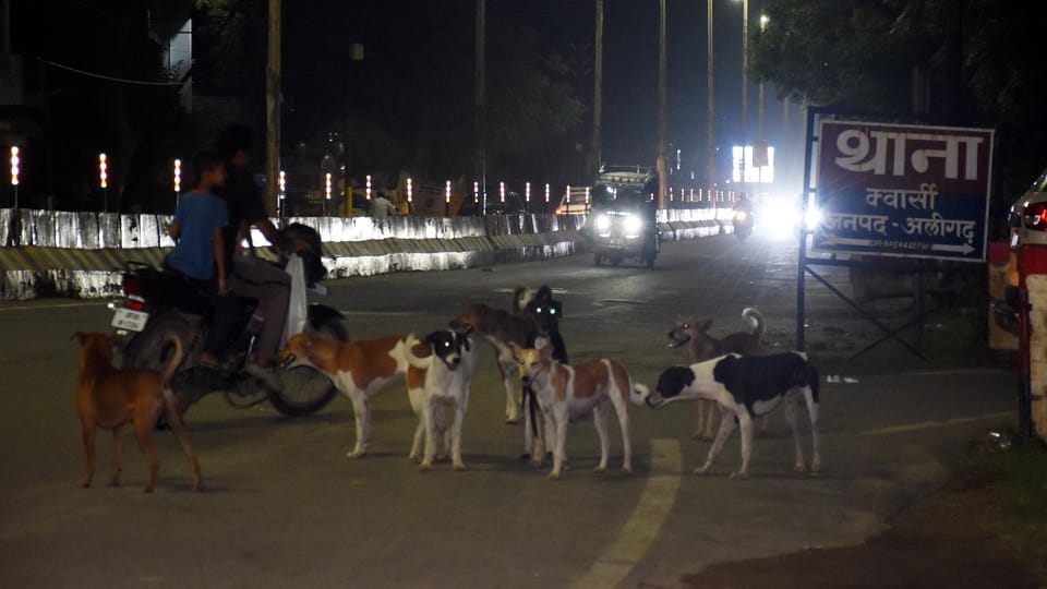 Dogs attack vehicles at night