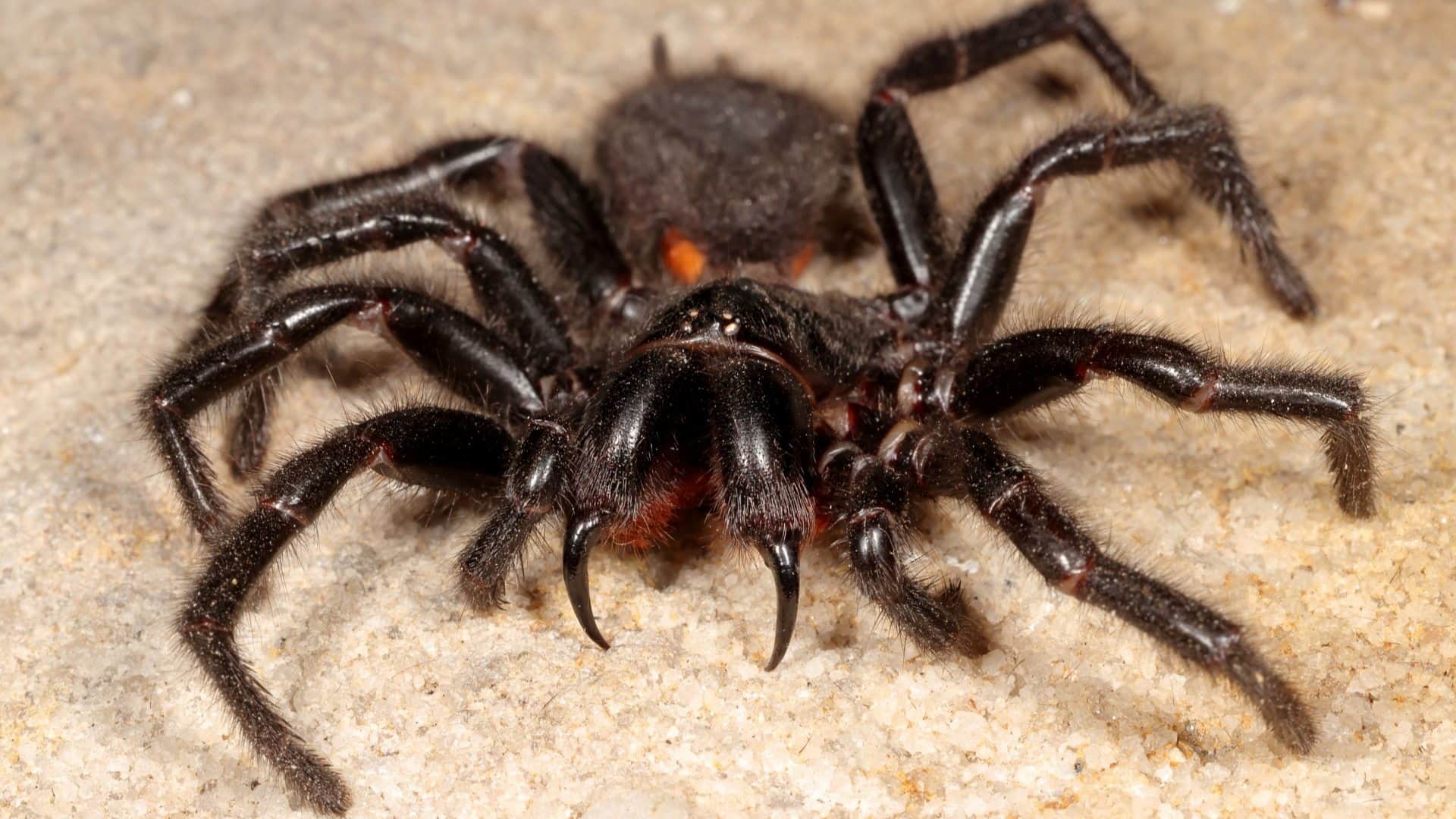 World Deadliest Spiders Species That Can Kill With a Bite