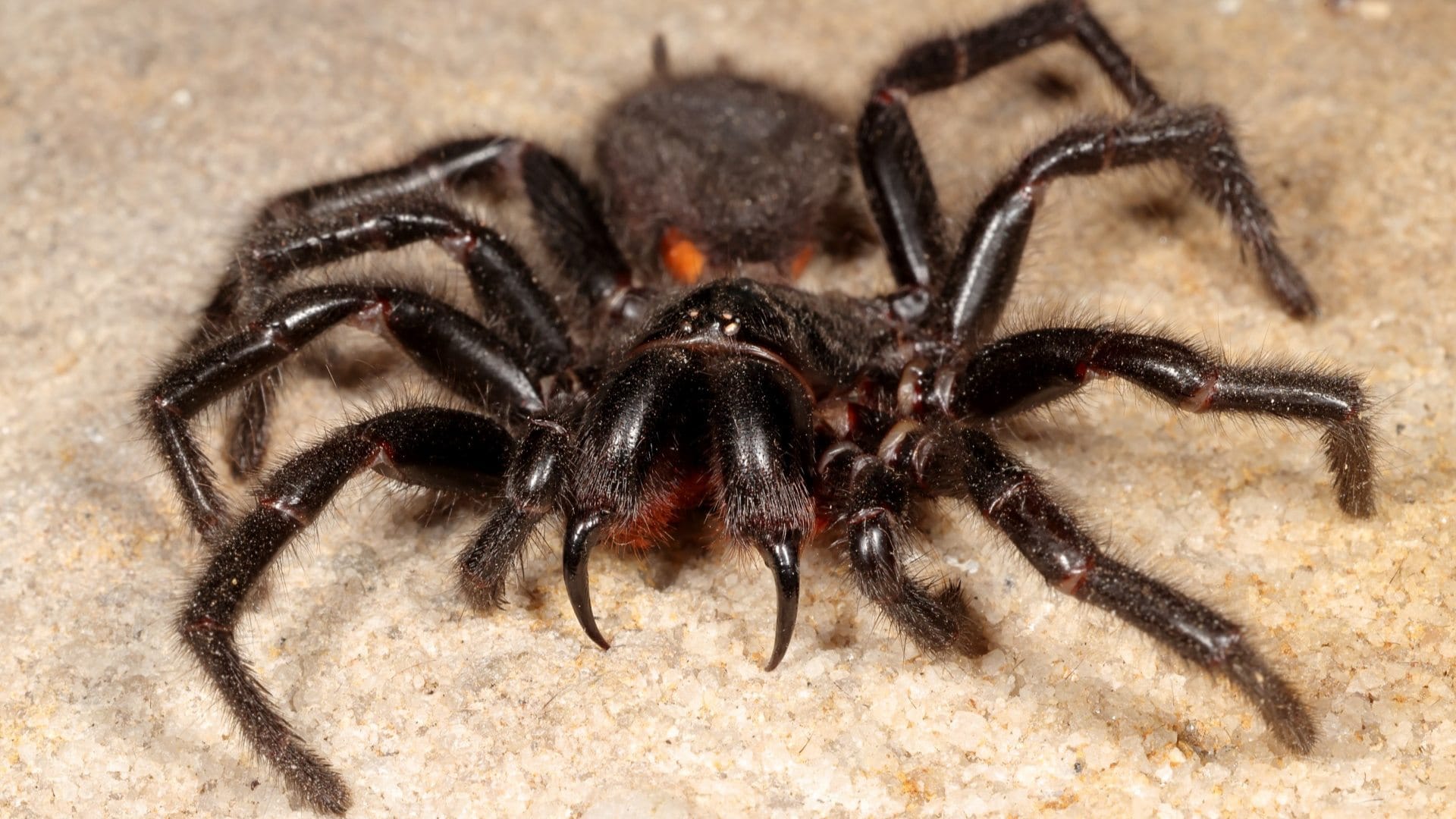 World Deadliest Spiders Species That Can Kill With a Bite