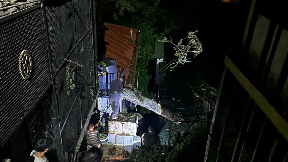 Himachal: A huge pine tree fell on residential houses in Chhota Shimla