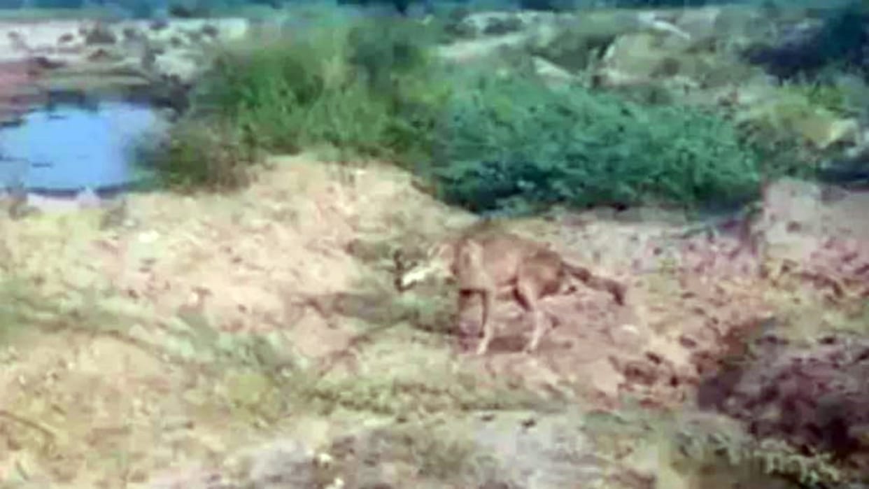 Jodhpur News: Rising Wolf Terror in Luni, Eight Injured, Three Wolves Found Dead