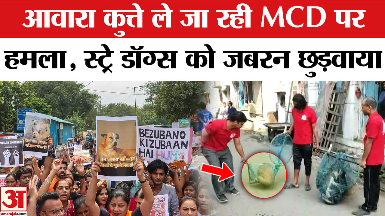 SC Verdict on Stray Dogs:Delhi में MCD टीम पर Dog Lovers ने किया हमला, पिंजरे से कुत्तों को छुड़वाया