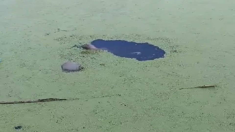 Sensation due to finding dead body in a pond in Gurugram