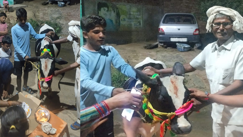 Auraiya: Celebrated birthday of a cow by cutting a cake, from old to children joined the celebration