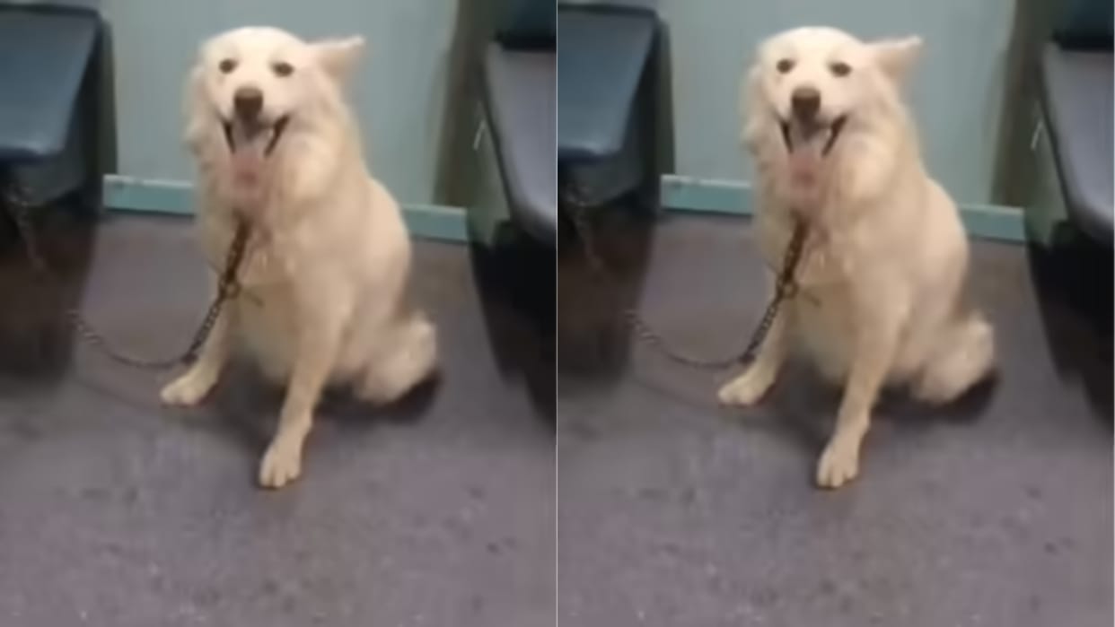 The owner ran away leaving the dog in the sleeper coach when it barked at the passengers Video Viral