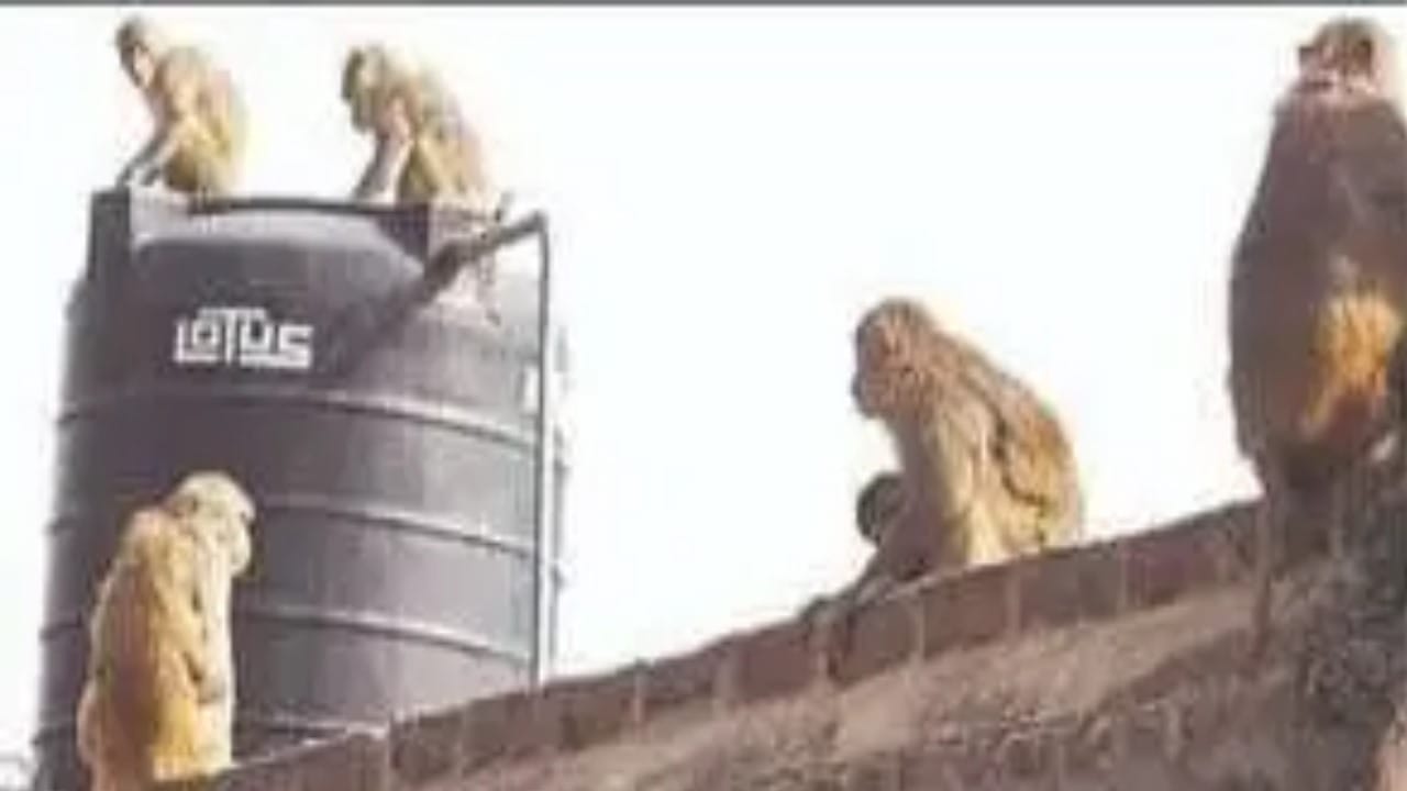 Young Woman Falls from Terrace While Escaping Monkey Attack in Meerut’s Braj Vihar Colony, Critically Injured