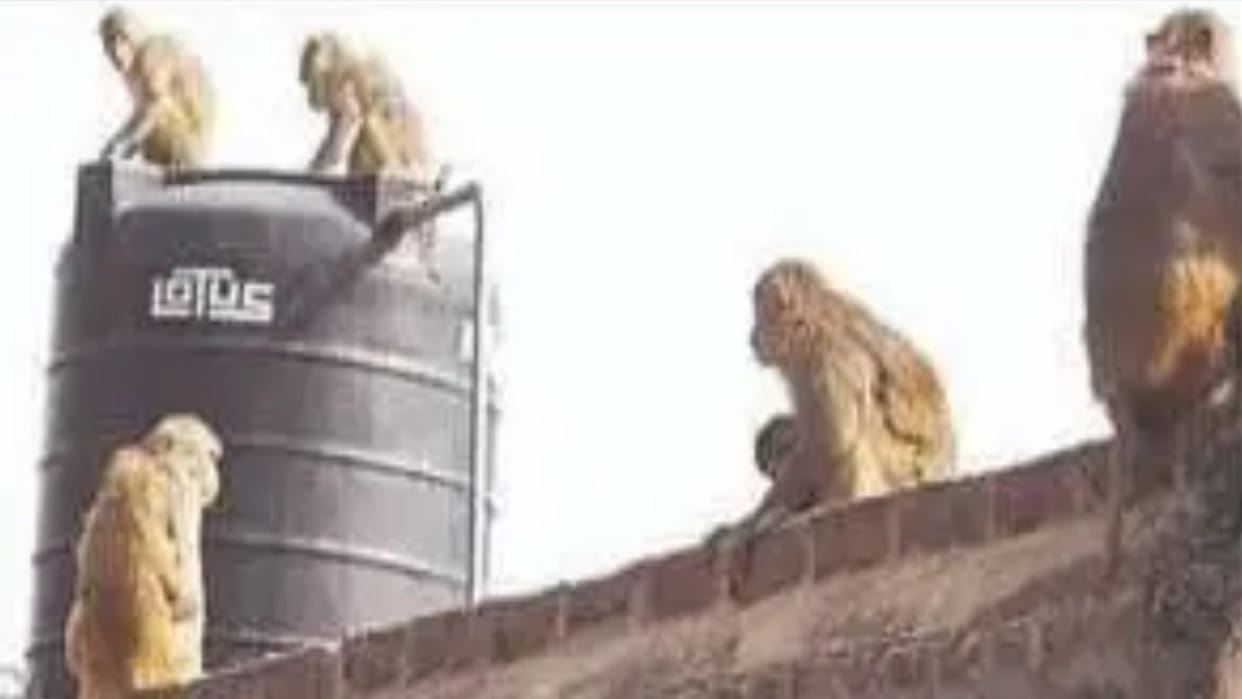 Bijnor: Monkeys attacked an elderly man, he bled to death after falling from the roof onto the concrete floor,